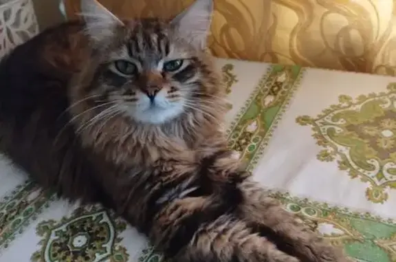 Найдена кошка, ул. Мира 130, Пермь