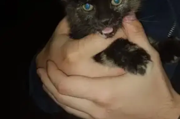 Найденные животные Красноярск, фото: Кошка на дереве, ул. Павлова 21, Крск