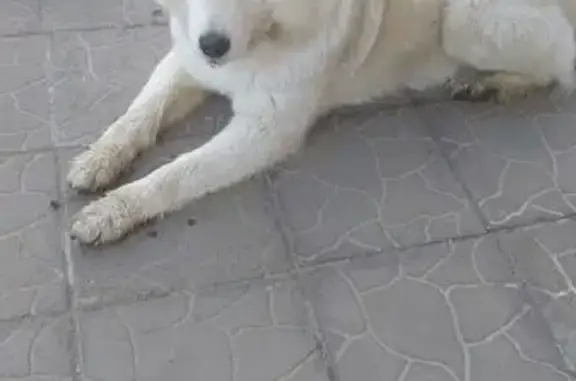 Найдена собака, Йошкар-Ола, фото: Собака на Лебедева, Йошкар-Ола