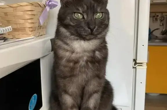 Объявления о пропавших и найденных животных, ищи, фото: Пропал кот Марсель, Полевая ул. 6, Городищи