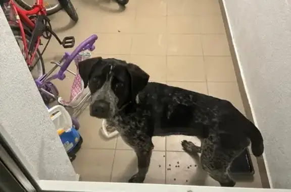 Найдена собака, Краснодар, фото: Собака найдена: ул. Дежнева, 29/3, Краснодар