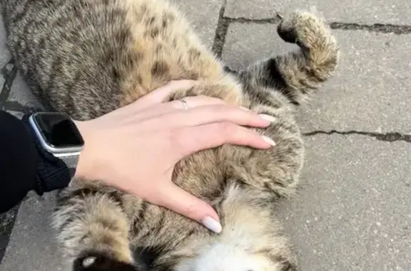Кошка найдена: ул. Расковой, 30А, Саранск