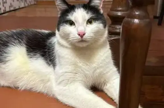 Пропала кошка, Юматово, Железнодорожная 8