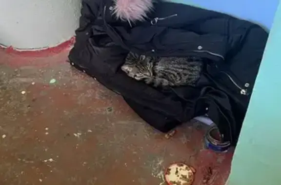 Кошка найдена, ул. Багратиона 1-13