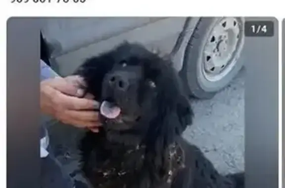 Найдена собака, Камышловский городской округ, фото: Найдена собака, Камышлов, Свердловская обл.