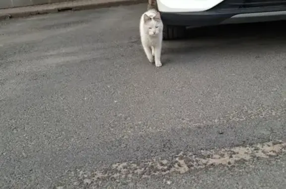 Найдена кошка, Грузовой проезд, 17