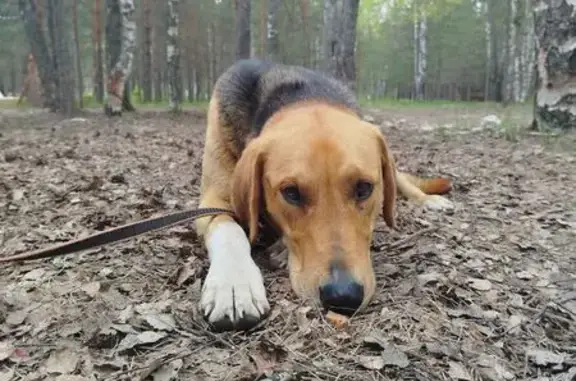 Найдена собака, Уляхино, фото: Собака найдена в Сивцево, Гусь-Хрустальный
