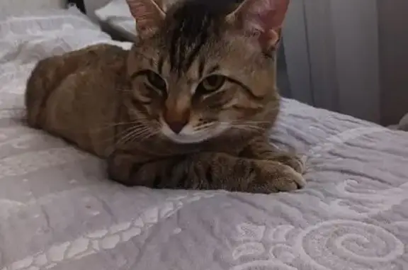 Кошки потеряшки, Красноярск, фото: Потеряшка кошка, Красноярск, Красноярский край