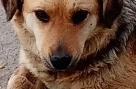 Пропала собака на Восточной, 8, Серафимовский