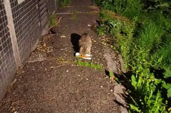 Найдена кошка, Народная ул., 5, Новокузнецк