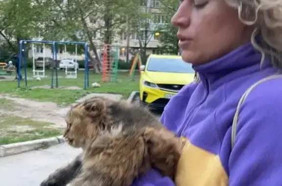 Кошка найдена на Пузакова, 26, Тула
