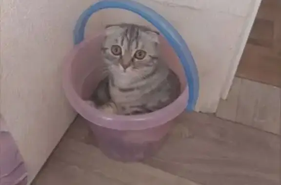 Кошки потеряшки, Кемерово, фото: Потеряшка кошка, пр. Ленина 90А, Кемерово