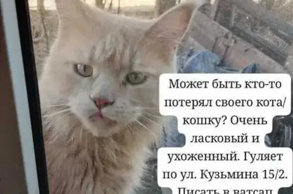 Красивая кошка найдена в Якутске