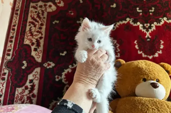 Пропала кошка, Садовая 15, Дальнее