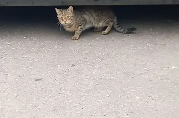 Кошка найдена: Рублёвское шоссе, 5, Москва