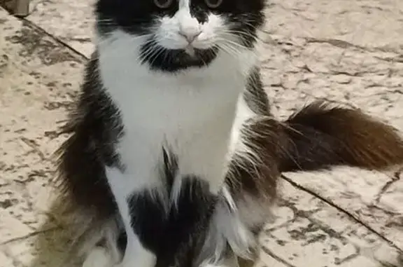 Кошки потеряшки, Мензелинск, фото: Потеряшка кошка, ул. Изыскателей 2/8