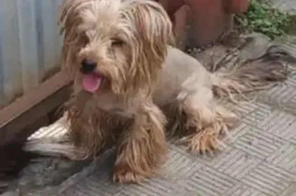 Собака найдена, Бийск, Дальняя 133