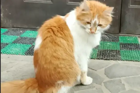 Найденные животные Батайск, фото: Найдена кошка: ул. Левченко, 92, Батайск