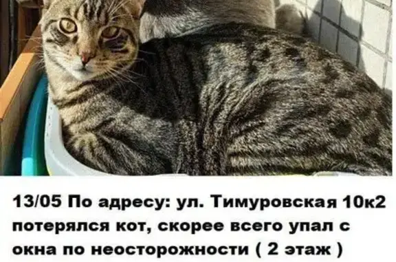 Пропала кошка, СПб, 2-й этаж
