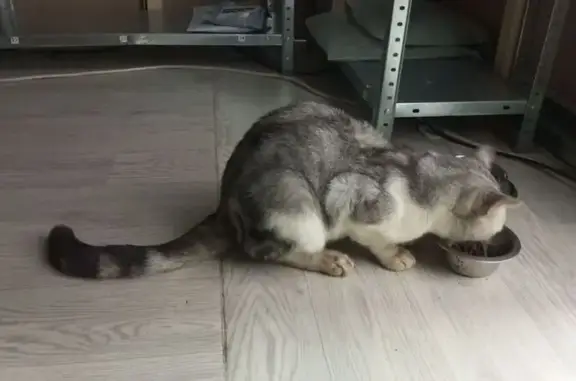Найдена кошка, Северская, фото: Кошка найдена: ул. Ильская, 7а, Северская