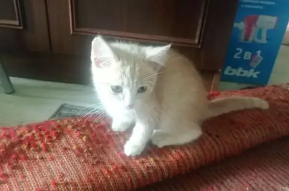 Найдена кошка, Челябинск, Барбюса 3