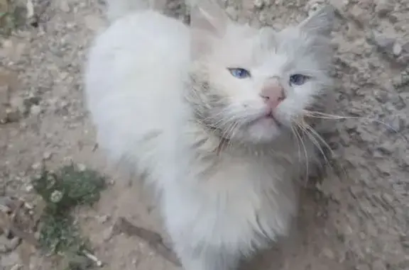 Кошка у магазина 