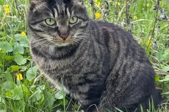 Кошки потеряшки, , фото: Потеряшка кошка, JF43+JC Севастополь