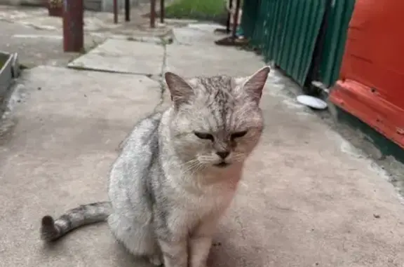 Кошка найдена: ул. Грибоедова, 48, Алатырь