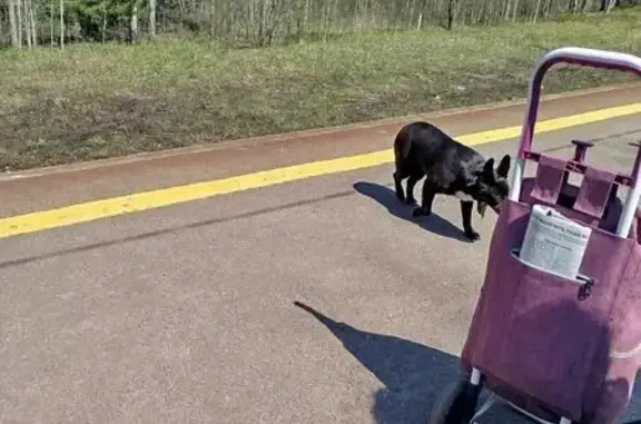 Найдена собака, Борисова Грива, фото: Санкт-Петербург: найдена чёрная собака