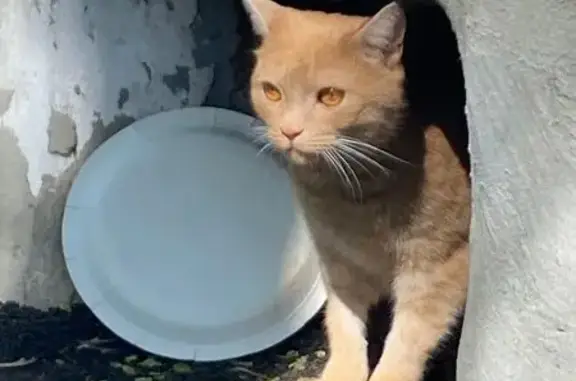 Крупный кот найден на Большевистской, 85