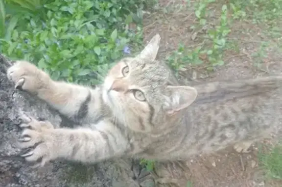 Найдена кошка, Авторемзавод, фото: Кошка найдена: ул. Авторемзавода, 4