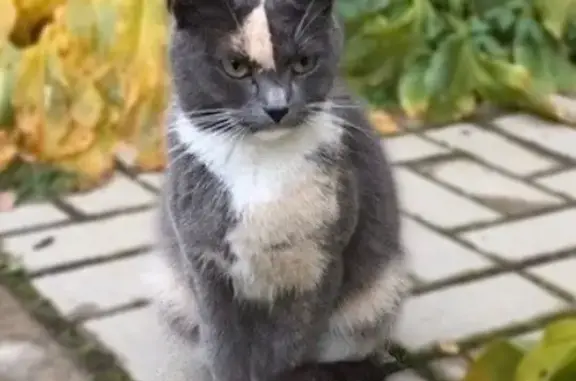 Объявления о пропавших и найденных животных, Всеволожск, фото: Пропала кошка, Пугоревский пр., 1, Всеволожск