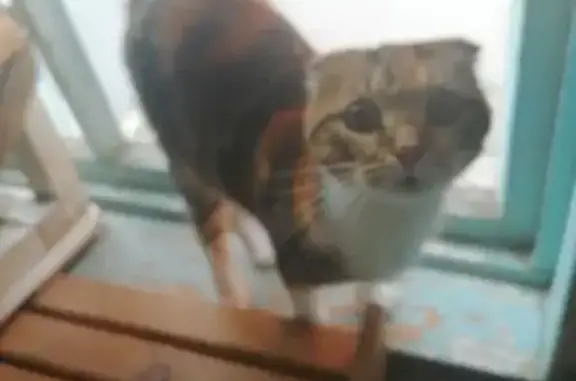 Кошка найдена: Пионерская 16, Волгоград