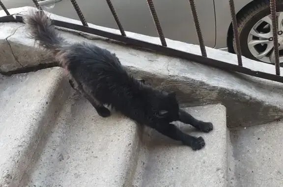 Кошка найдена: ул. Бабушкина, 90, Чита