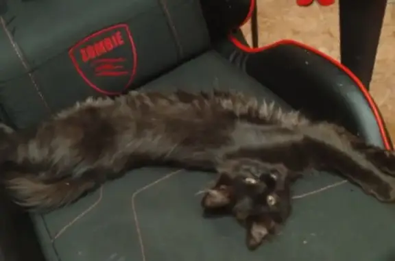 Кошки потеряшки, Красноярск, фото: Потеряшка кошка, Новая Заря 27, Крск