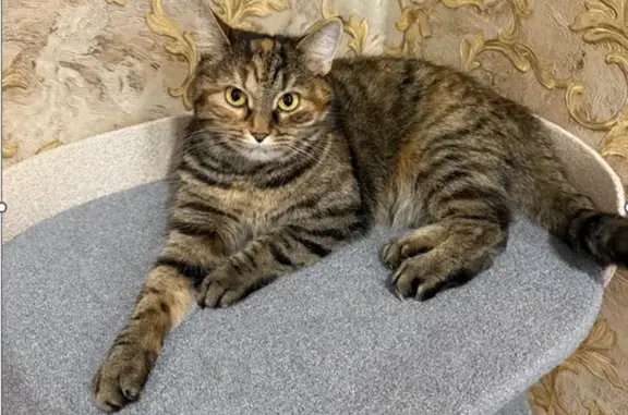 Пропала кошка, ул. Генерала Белова, 5А