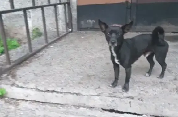 Найдена собака, Междуреченск, фото: Найдена собака на улице Лазо, 31