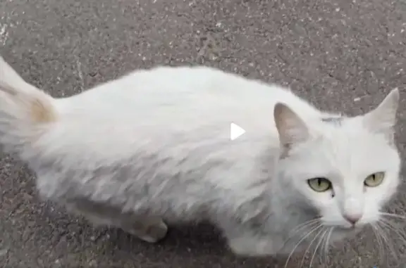 Найдена кошка, Санкт-Петербург, фото: Кошка найдена: Петроградская наб., 34А