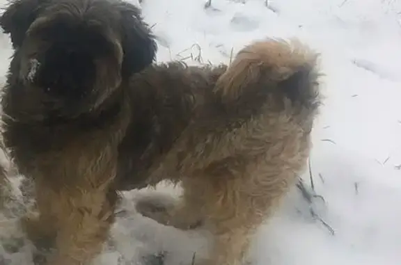 Пропала собака в Плес СНТ, МО