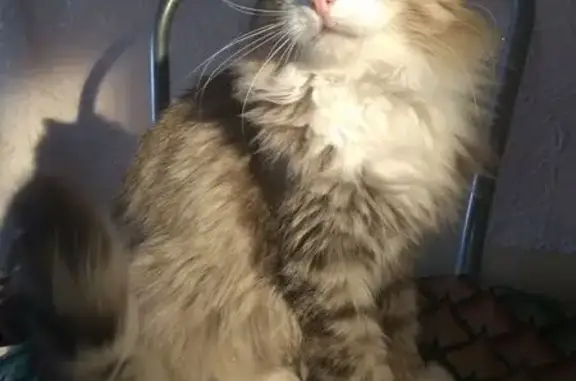 Пропала кошка, Котовского 16, Кумертау