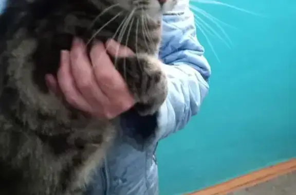 Найдена кошка, Абаза, фото: Кошка найдена на Ленина, 1, Абаза