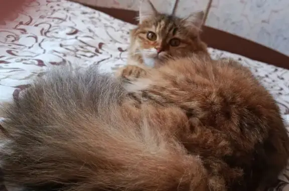 Пропала кошка, Кададинская ул., 30