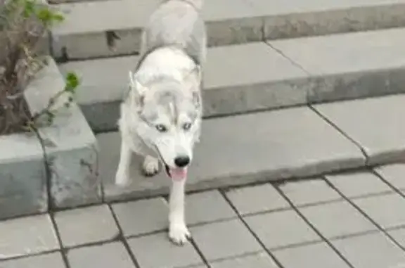 Хаска найдена: ул. Молодежная, 11