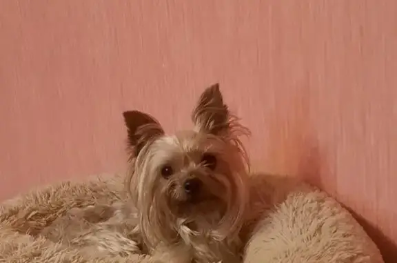 Найдена собака, Архангельск, фото: Йорк на пр. Дзержинского, 9, Архангельск