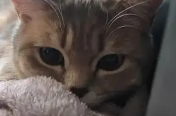 Найденные животные Новый Уренгой, фото: Кошка найдена: ул. В. Петуха, Новый Уренгой