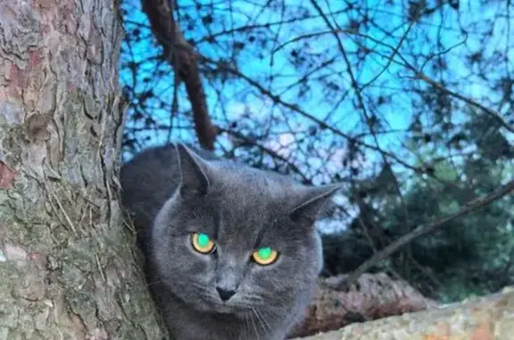 Найдена кошка, ул. Пушкина 336, Луховицы