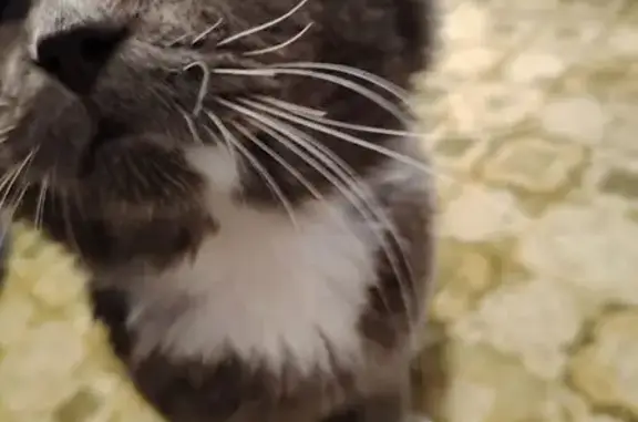 Пропала кошка, ул. Маяковского, 4, Павлово