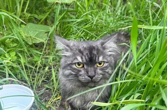 Найдена кошка, Уфа, фото: Кошка найдена, Уфа, ул. Муксинова, 7