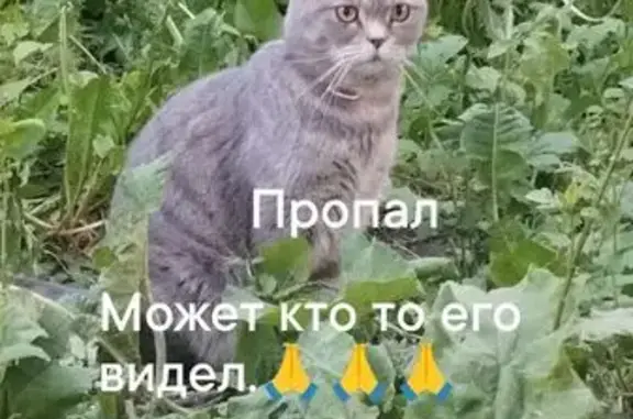Пропал кот Василий, Пенза, ул. Пензенская, 12