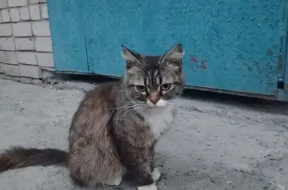 Найдена кошка, Бийск, фото: Кошка найдена: Красильникова 227 к.2, Бийск